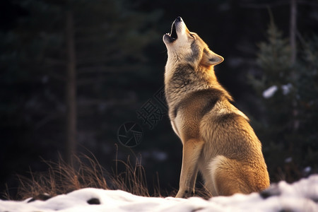 一只野生的狼在嚎叫图片