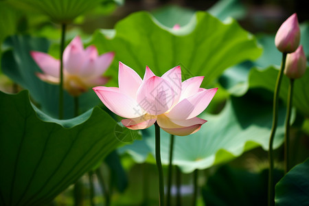 盛夏美丽的荷花背景图片