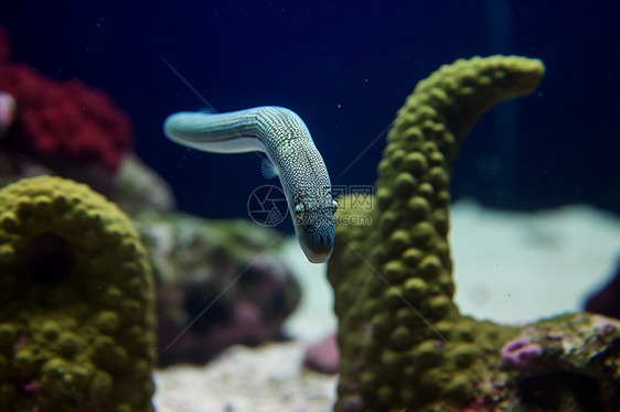 海里的鳗鱼图片