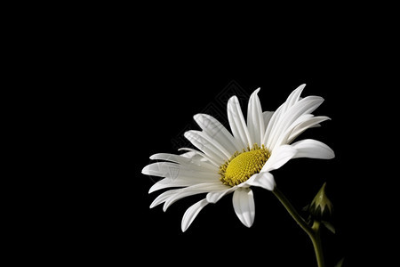 一朵雏菊鲜花背景图片
