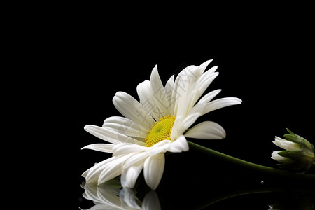 一朵白色雏菊图片