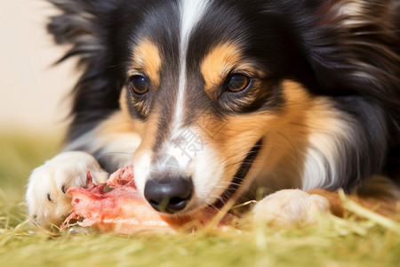 啃骨头的牧羊犬图片