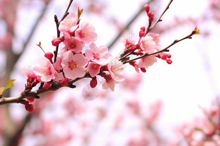 花园里一束樱花图片