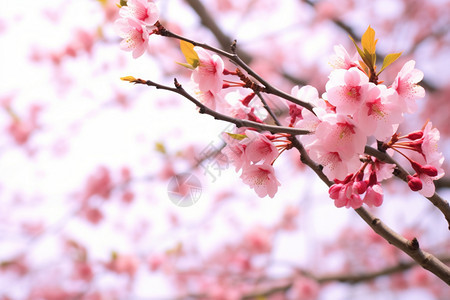 花园里的樱花图片