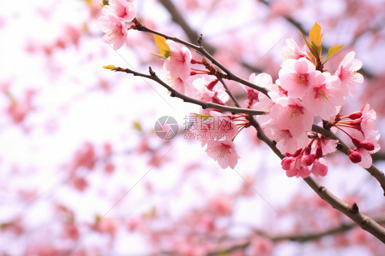 花园里的樱花图片