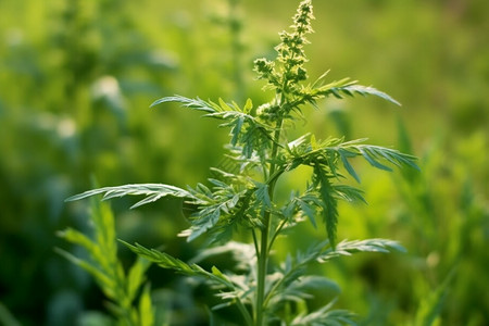 野外的植物背景图片