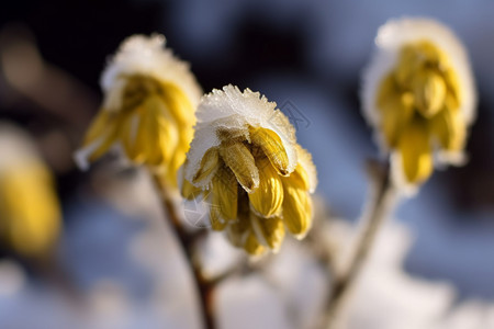 冬季户外的植物上的冰霜图片