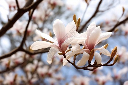 春天盛开的木兰花图片