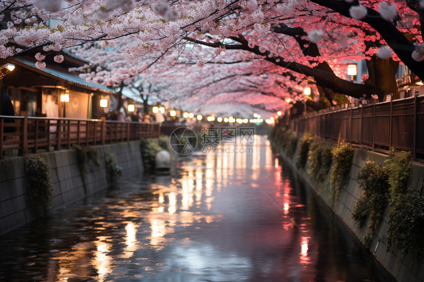 城市街道两旁的樱花树图片