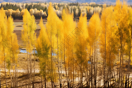 金黄色的杨树背景图片