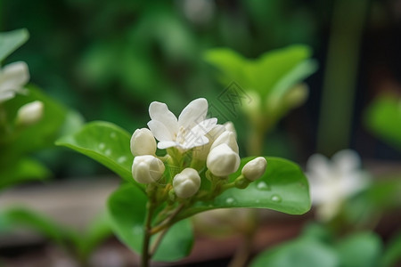 娇嫩的茉莉花图片