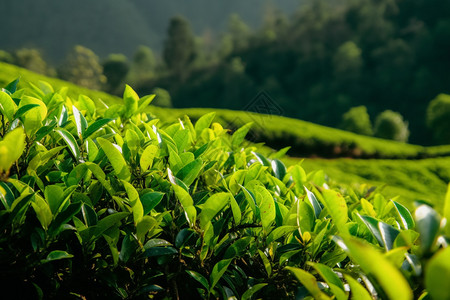 郁郁葱葱的茶叶田图片