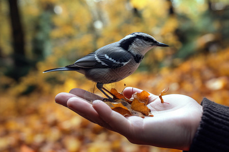 手掌中的野生小鸟图片