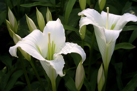 白色的百合花朵图片
