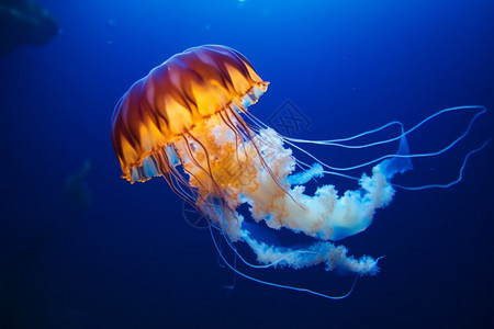 海洋中的野生水母图片