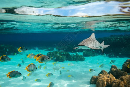 海底的生物图片