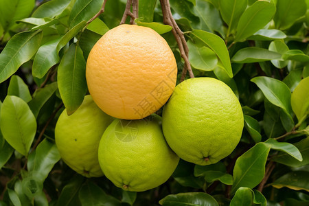 热带生长的水果柑橘图片