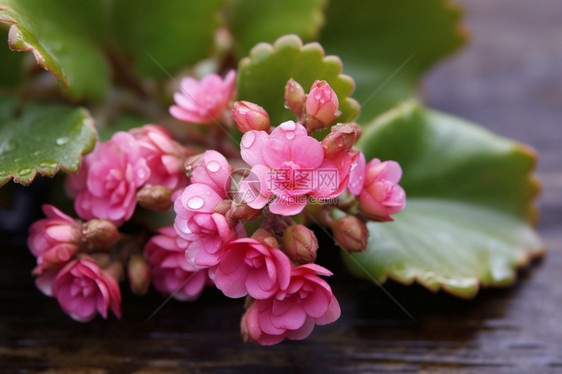 花瓣上含着露珠的鲜花图片