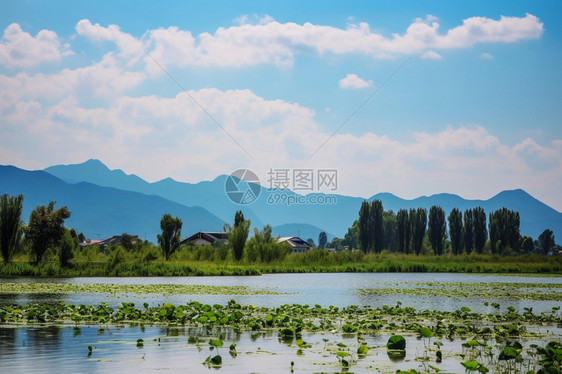 荷花池的美丽景观图片