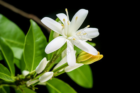 黑色背景上的茉莉花朵图片