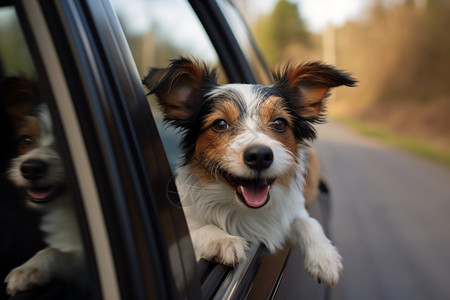 趴在车窗上的小狗图片