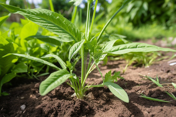 土地中种植的绿草图片