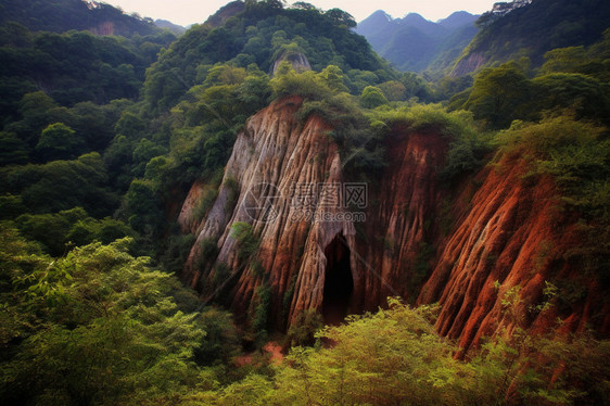 原始森林的美景图片