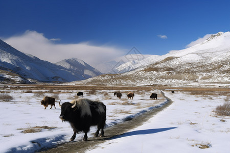 雪地上一群动物图片