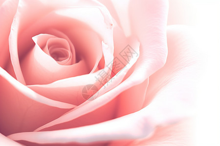 玫瑰花的层层花蕊图片