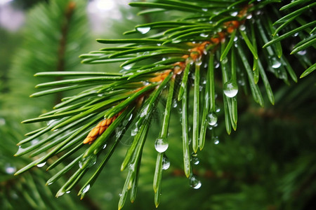 针叶树上的雨滴图片