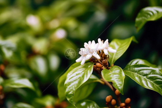 美丽的咖啡花图片