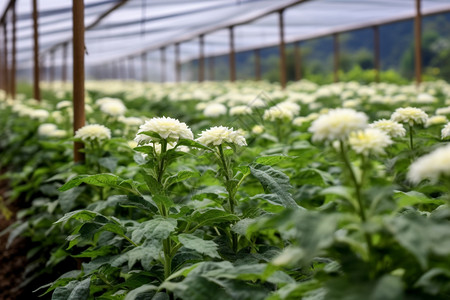 温室里种植的花朵图片