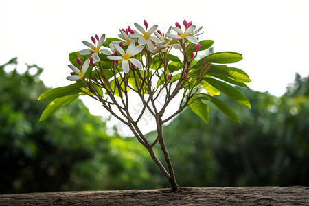 美丽鸡蛋花图片