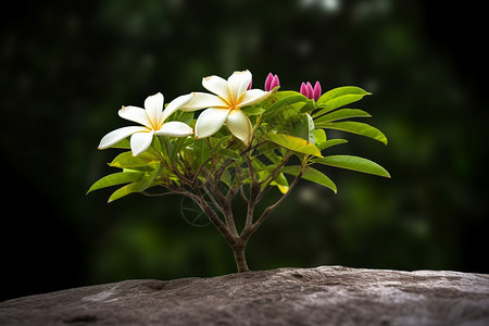 森林的植物图片