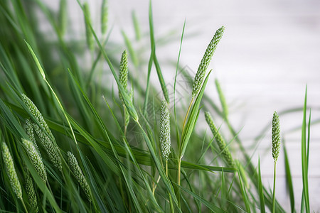 绿油油的稻草图片