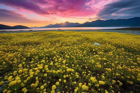 美丽的花海图片