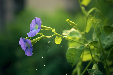 美丽的牵牛花图片