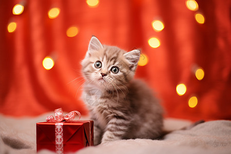 圣诞礼物宠物小猫背景图片