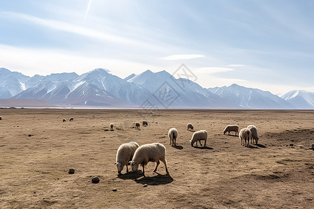 一群羊在吃草背景图片