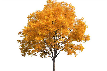 秋天金色的枫树图片