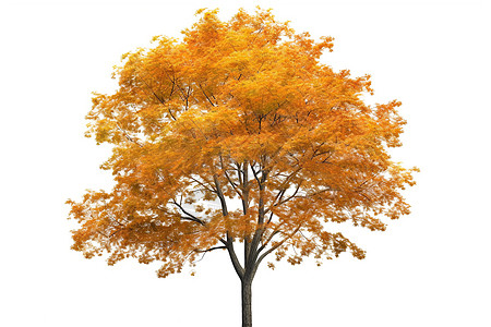 一颗金色的枫树图片