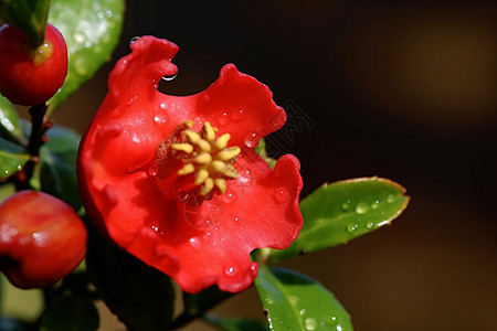 一朵石榴花图片