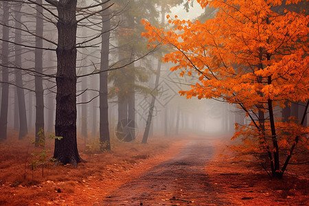 秋森林秋天森林的秋雾背景