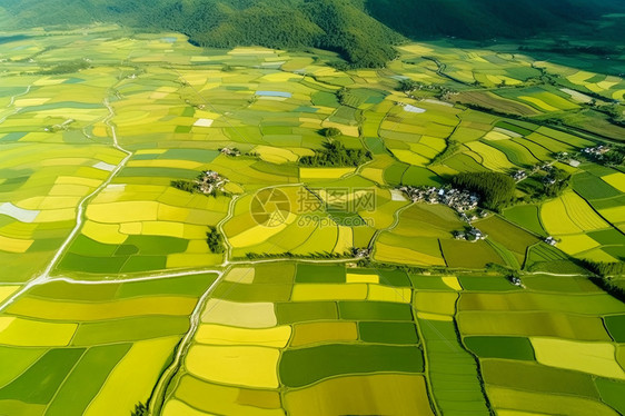 广阔的稻田图片