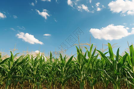 浓密的玉米田背景图片