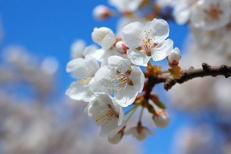 淡香的杏花图片