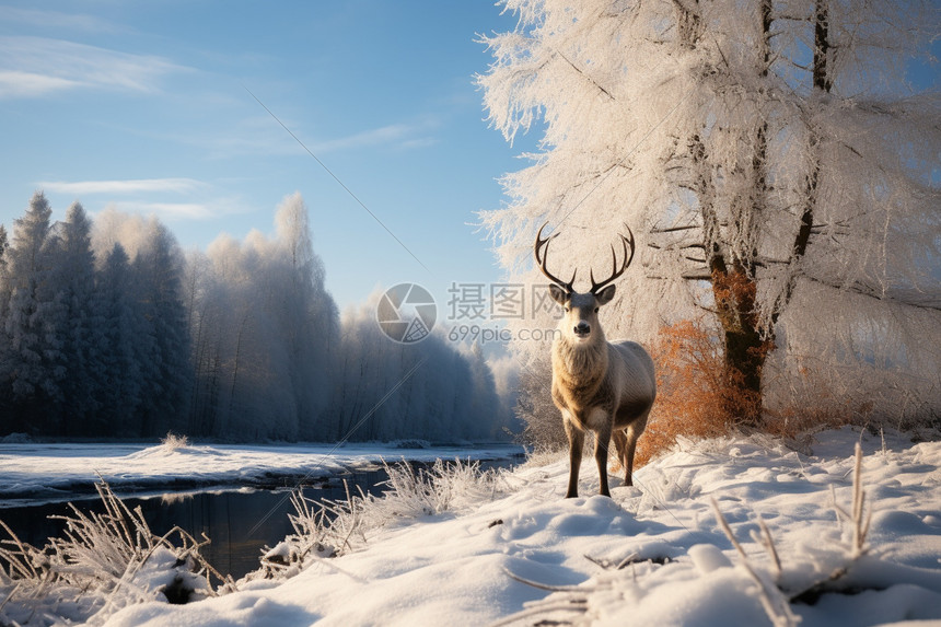 免费观看雄鹿vs黄蜂激烈交锋实时直播不中断