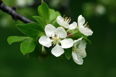 小小的白花图片