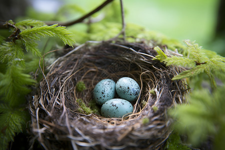 孵化的鸟蛋图片