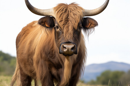 户外野生的动物牦牛图片
